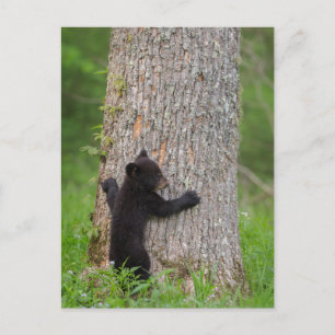 Zwarte Beer Cub Grote rokerberg Briefkaart