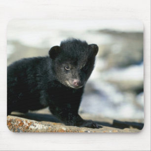 Zwarte Beer-kleine cub Muismat