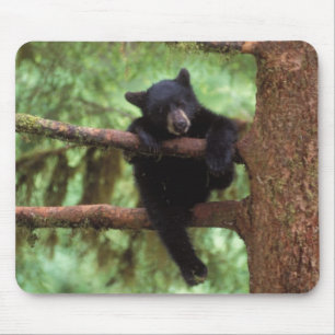 zwarte beer, Ursus americanus, welp in een boom Muismat