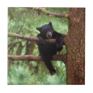 zwarte beer, Ursus americanus, welp in een boom Tegeltje