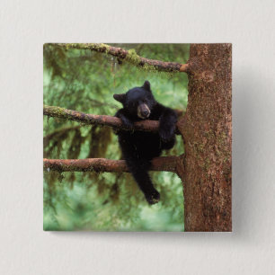 zwarte beer, Ursus americanus, welp in een boom Vierkante Button 5,1 Cm