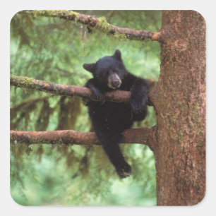 zwarte beer, Ursus americanus, welp in een boom Vierkante Sticker