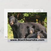 zwarte beren briefkaart (Voorkant / Achterkant)