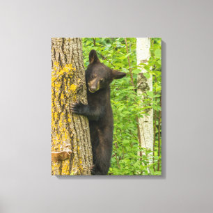 Zwarte berenjong   Minnesota Canvas Afdruk