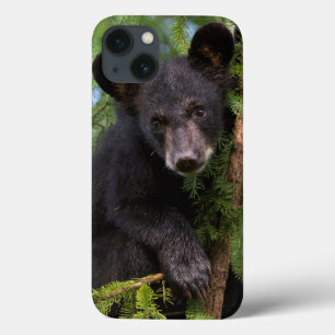 Zwarte berenjong speelt in bomen iPhone 13 hoesje