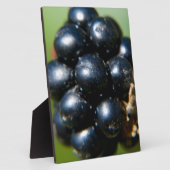 Zwarte bessen fotoplaat (Zijkant)