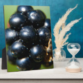Zwarte bessen fotoplaat (Zijkant)