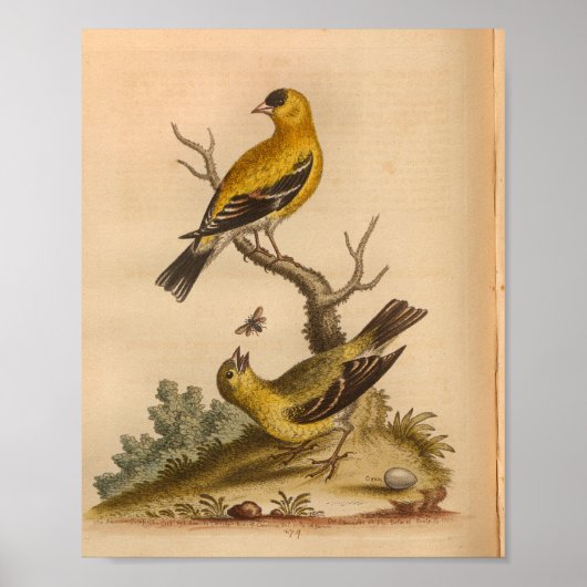  zwarte Bird-afdrukken Poster (Voorkant)