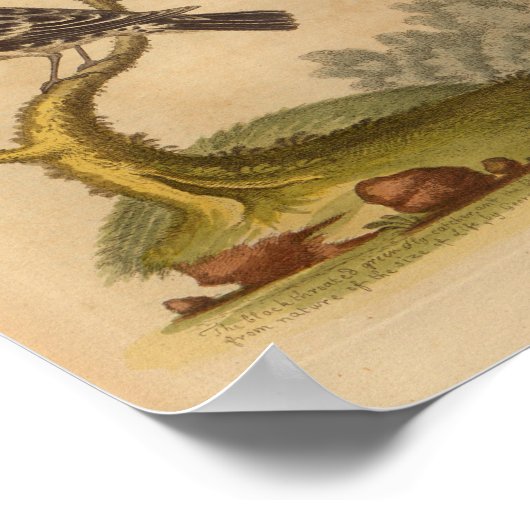 zwarte Bird-afdrukken Poster (Hoek)