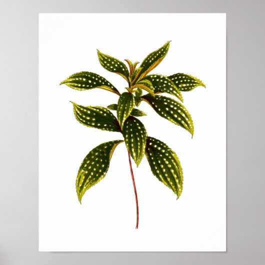 zwarte-bladafdrukken in botanische vorm poster (Voorkant)