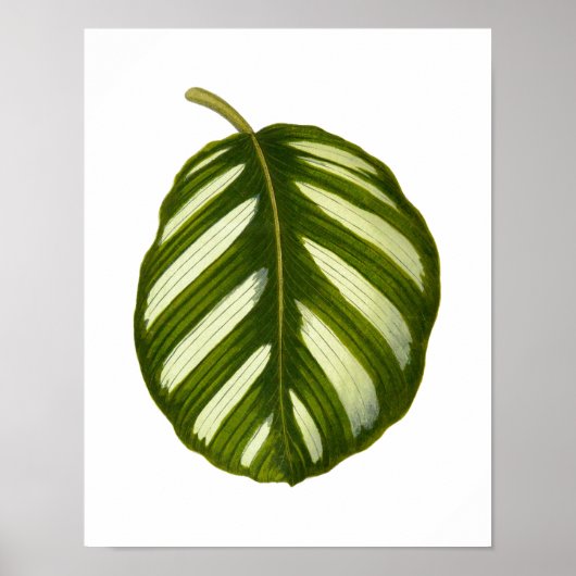 zwarte-bladafdrukken in botanische vorm poster (Voorkant)