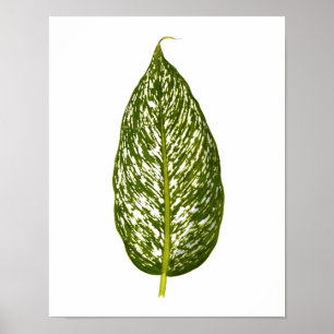 zwarte-bladafdrukken in botanische vorm poster