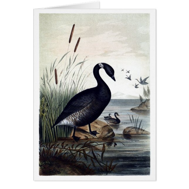 Zwarte brant (Voorkant)