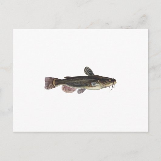 Zwarte Bullhead Catfish Art Briefkaart (Voorkant)
