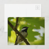 ZWARTE CHICKADEE-BRIEFKAART BRIEFKAART (Voorkant / Achterkant)