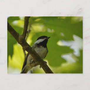 ZWARTE CHICKADEE-BRIEFKAART BRIEFKAART