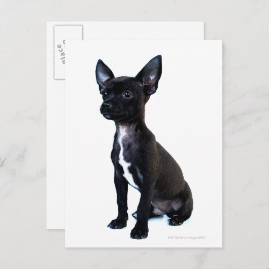 Zwarte Chihuahua puppy Briefkaart (Voorkant / Achterkant)