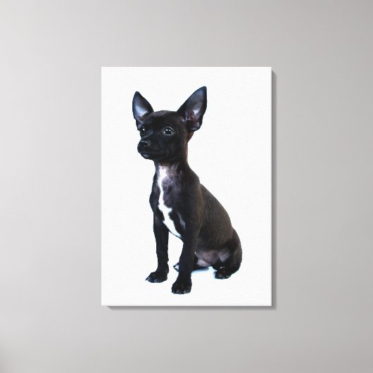 Zwarte Chihuahua puppy Canvas Afdruk (Voorkant)