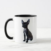Zwarte Chihuahua puppy Mok (Links)