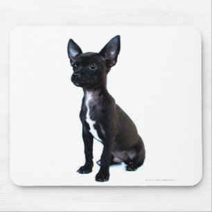Zwarte Chihuahua puppy Muismat