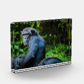 Zwarte chimpansee in het wild fotoblokken (Links)