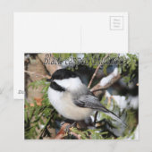 Zwarte cichorei 9527 briefkaart (Voorkant / Achterkant)