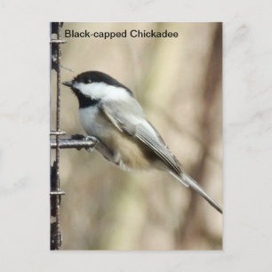 Zwarte cichorei briefkaart