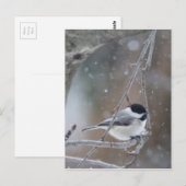 Zwarte cichorei - Zongvogel Briefkaart (Voorkant / Achterkant)