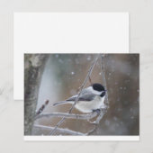 Zwarte cichorei - Zongvogel Briefkaart (Voorkant / Achterkant)