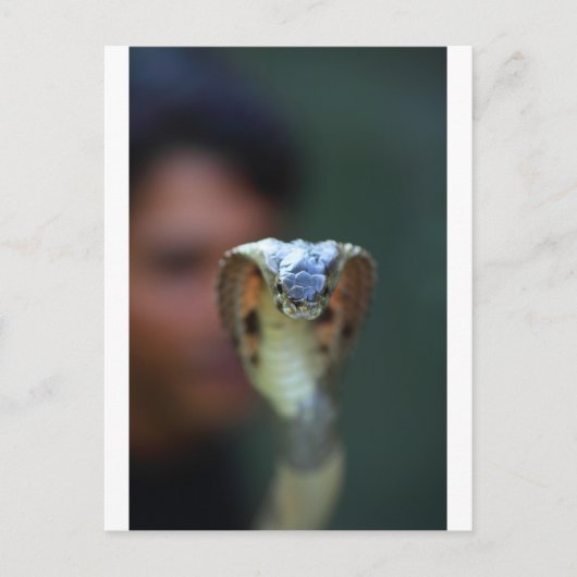 Zwarte cobra briefkaart (Voorkant)