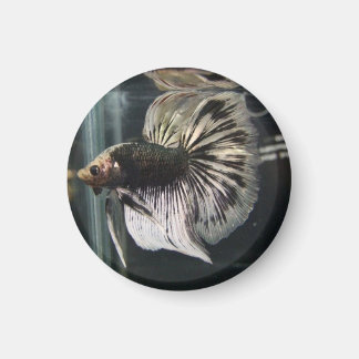 Zwarte Dalmatische Magneet