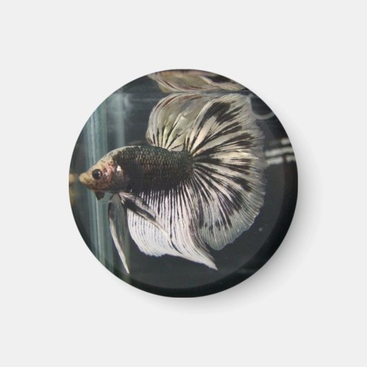 Zwarte Dalmatische Magneet (Voorkant)