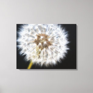 Zwarte Dandelion Canvas Afdruk