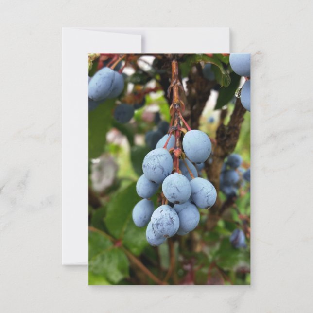 Zwarte doornvrucht (Voorkant)