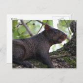 Zwarte eekhoorn briefkaart (Voorkant / Achterkant)