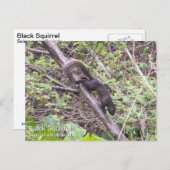 Zwarte eekhoorn briefkaart (Voorkant / Achterkant)