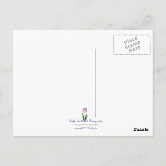 Zwarte eekhoorn briefkaart (Achterkant)