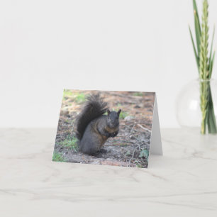 zwarte eekhoorn noot Kaart