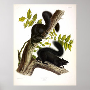 Zwarte eekhoorn, oostelijke grijze eekhoorn, Audub Poster