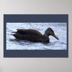 Zwarte Eend Foto Poster