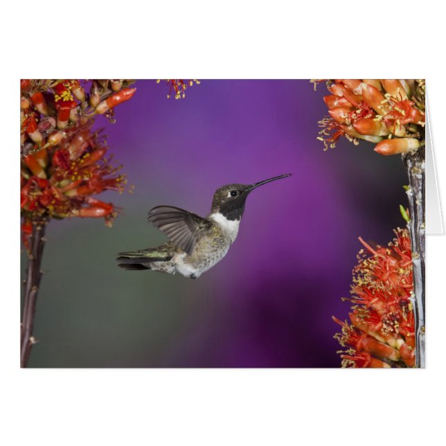 Zwarte eenhoevigen, Archilochus alexandri (Voorkant Horizontaal)