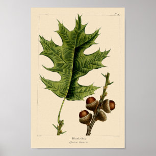 zwarte eikenbladeren en eikels botanische kunst poster