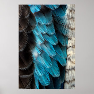 Zwarte en blauwe veren poster