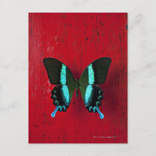 Zwarte en blauwe vlinder op rode muur briefkaart