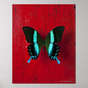 Zwarte en blauwe vlinder op rode muur poster