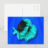 Zwarte en Blauwgroen bètavis Briefkaart (Voorkant / Achterkant)