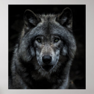 ZWARTE EN BROEIENDE WOLF-SCHIJVEN POSTER
