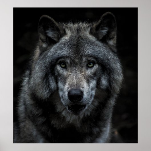 ZWARTE EN BROEIENDE WOLF-SCHIJVEN POSTER (Voorkant)