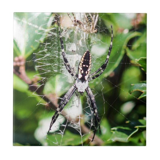 Zwarte en gele aardireep tegeltje (Voorkant)