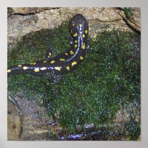 Zwarte en gele gepotte salamander poster